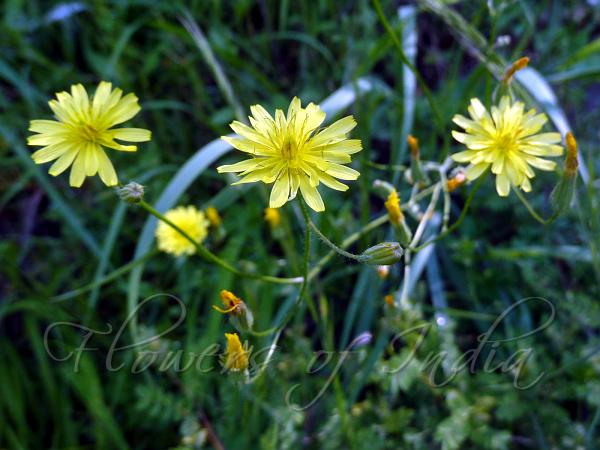 Nipplewort