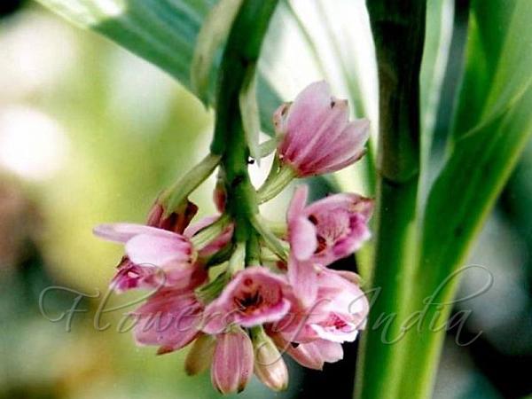 Geodorum Densiflorum Nodding Swamp Orchid