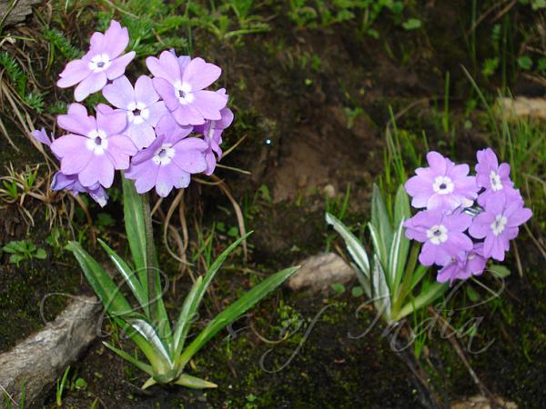 Notched-Petal Large Leaf Primrose