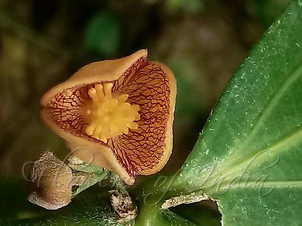 Ochre Bowl-Flower