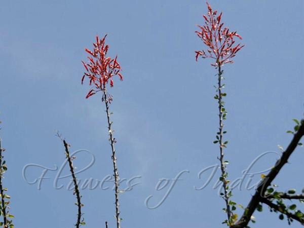 Ocotillo