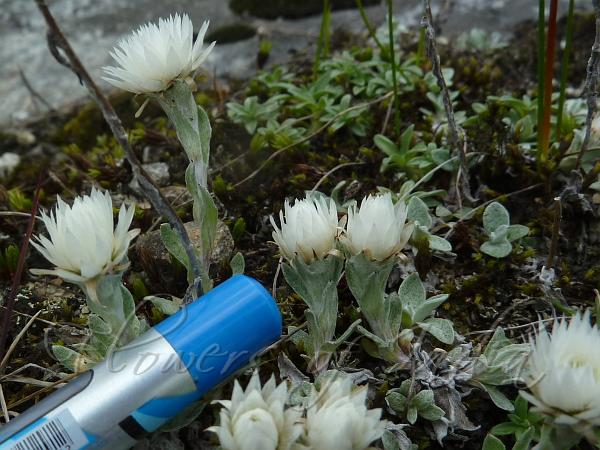 One-Flowered Pearly Everlasting