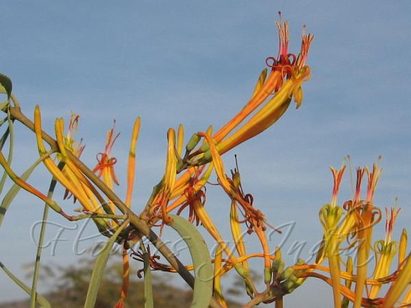 Orange Deccan Mistletoe