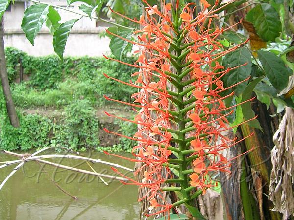 Orange Ginger Lily