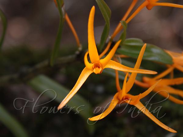 Orange Kerala Dendrobium