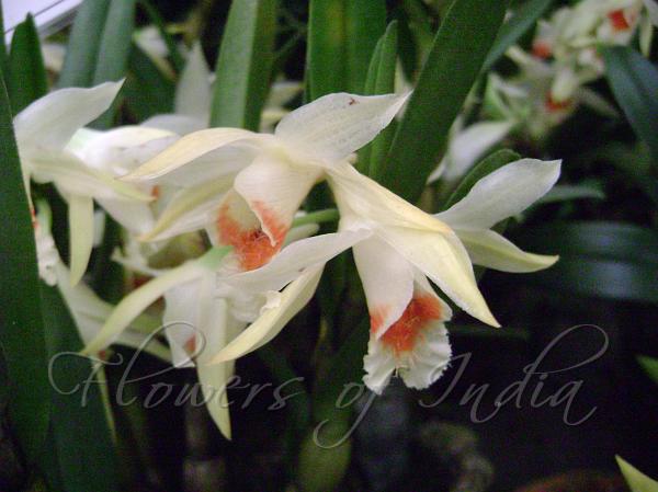 Orange-Lip White Dendrobium