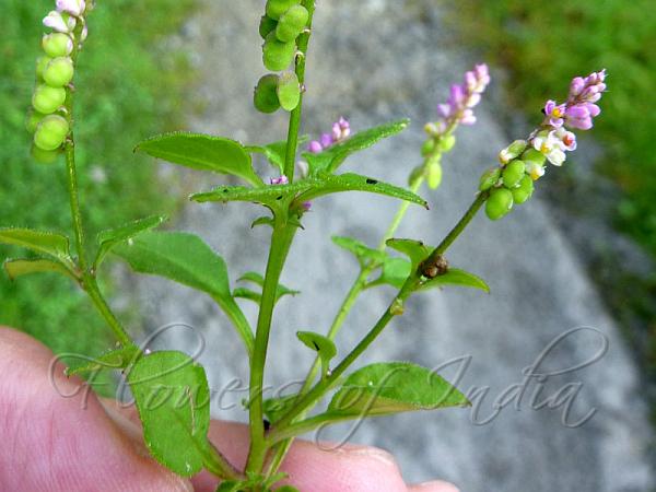 Oriental Milkwort