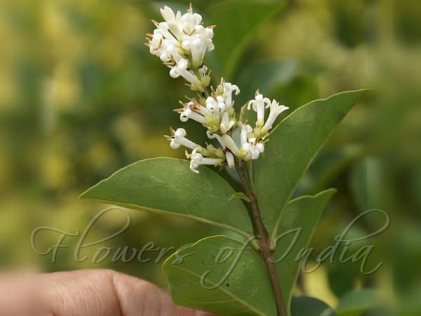 Oval-Leaved Privet