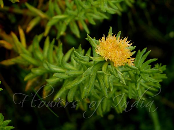 Overlapping-Leaves Rhodiola