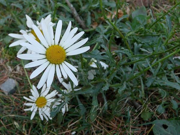 Oxeye Daisy