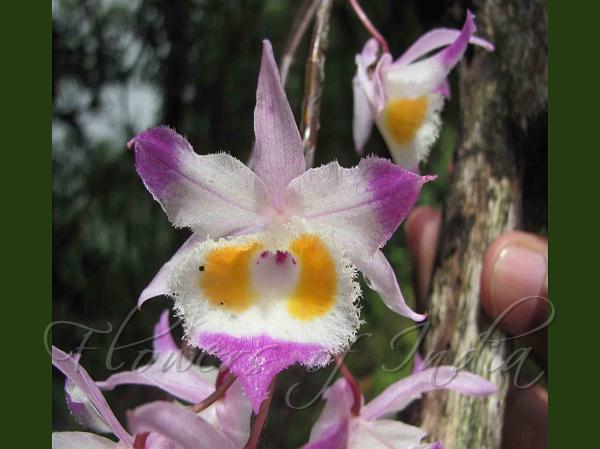 Painted Dendrobium