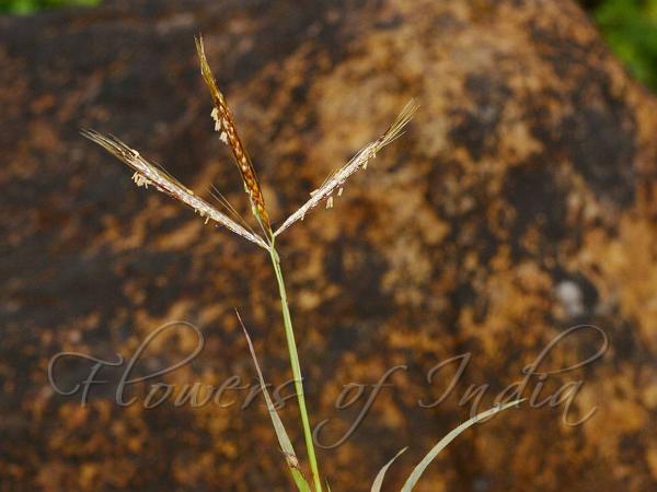 Paired Eulalia Grass