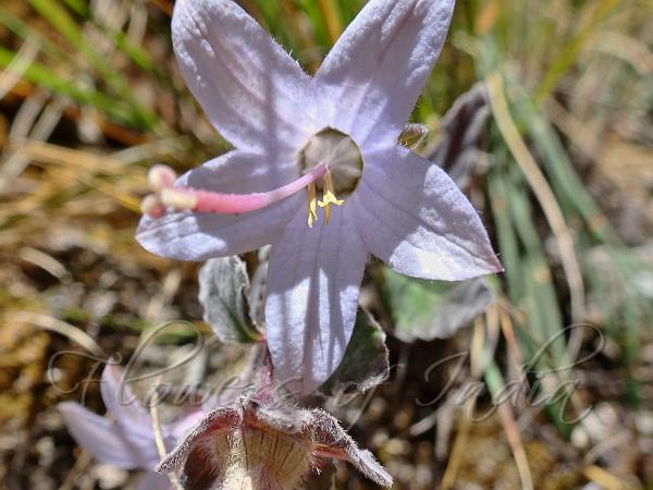 Pale Open Bellflower