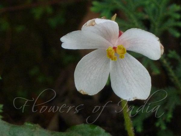 Palmate-Leaf Begonia