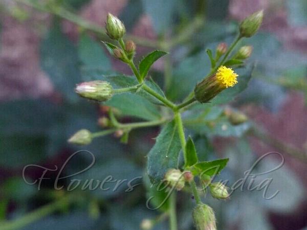 Panicled Camphorweed