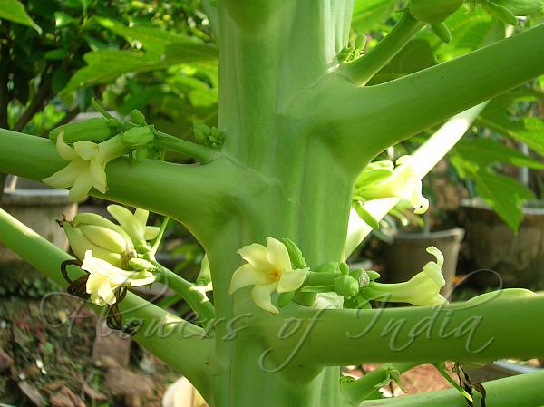 Papaya