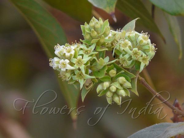 Paper Flower Climber