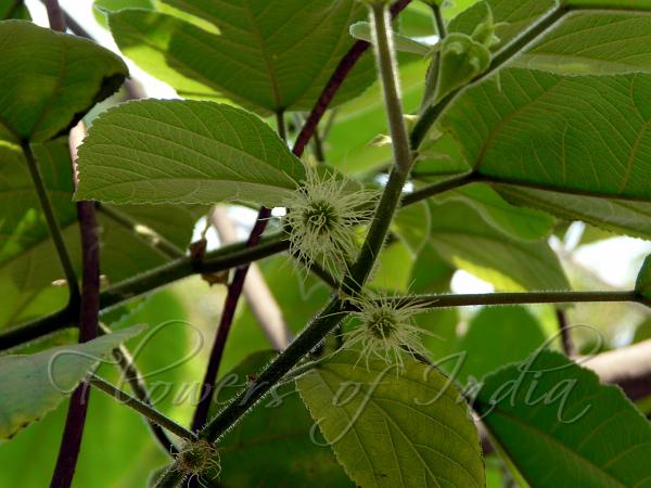 Paper Mulberry