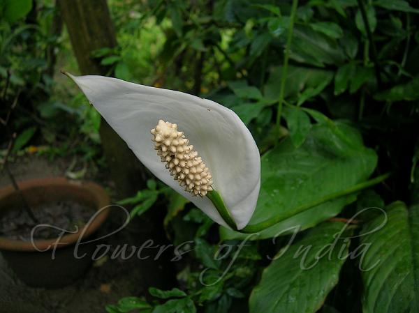 Peace Lily