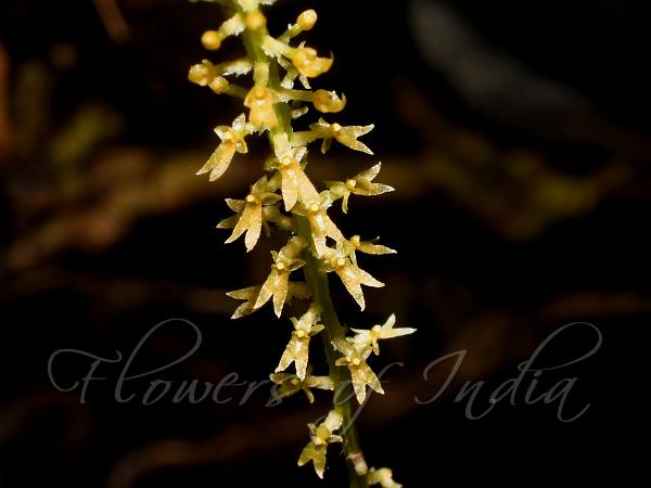 Pear-Bearing Oberonia