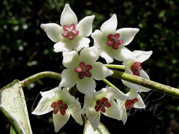 Pendulous Wax Flower