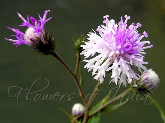 Peninsular Camel Thistle