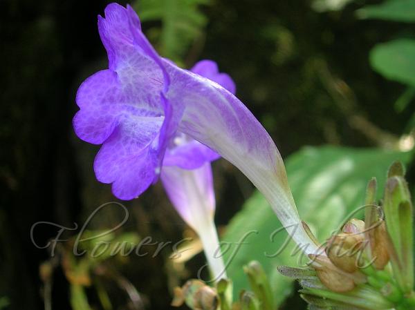 Penstemon Coneflower