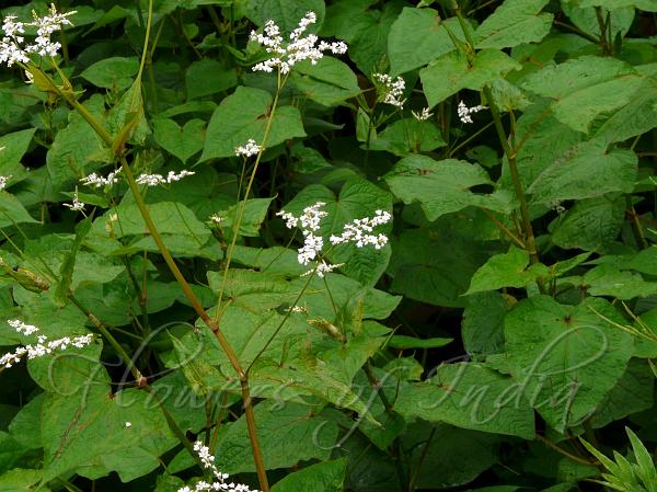 Perennial Buckwheat