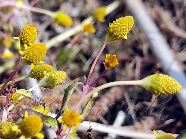 Perennial Toothache Plant