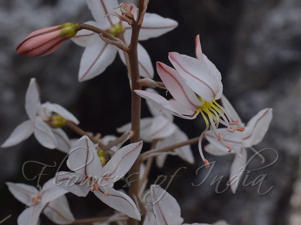 Persian Desert Candle