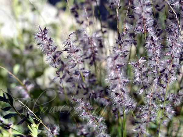 Persian Melic Grass