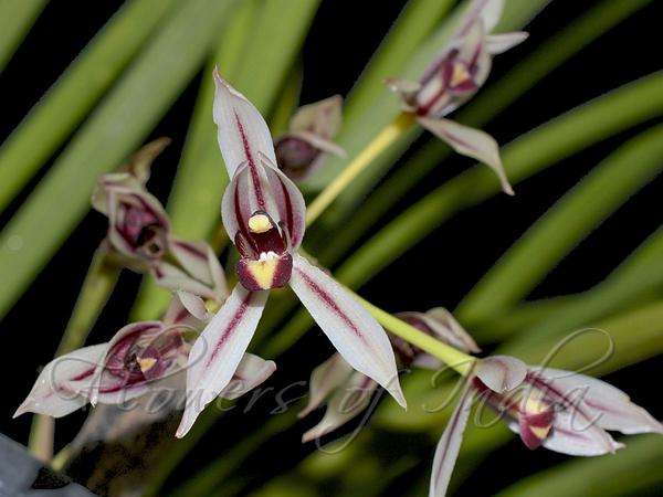 Phoenix Orchid