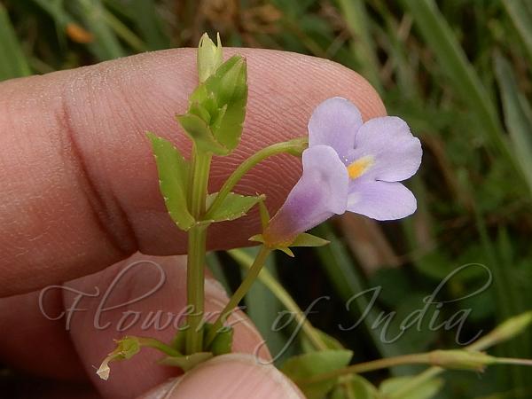 Pimpernel Bog-Herb