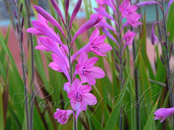 Pink Bugle Lily