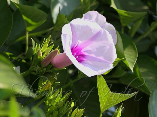 Pink Ceylon Woodrose