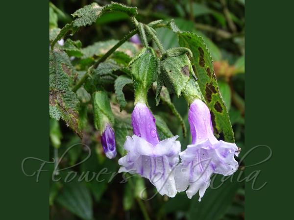 Pink East-Himalayan Coneflower