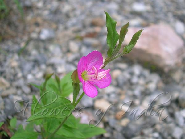 Pink Evening Primrose