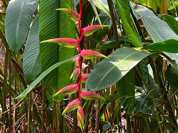 Pink Flamingo Heliconia