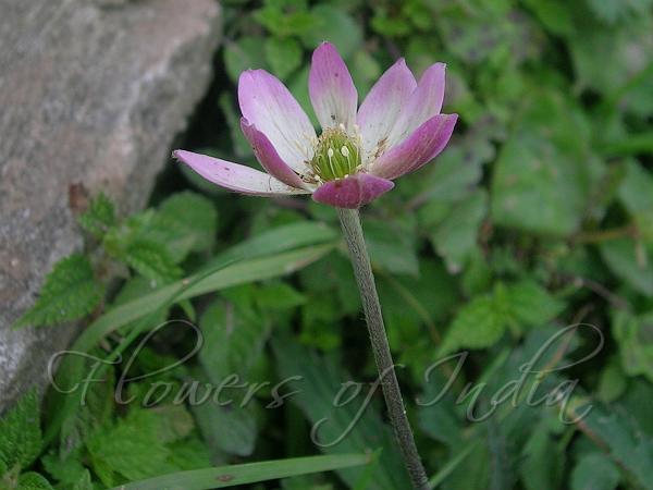 Pink Himalayan Anemone
