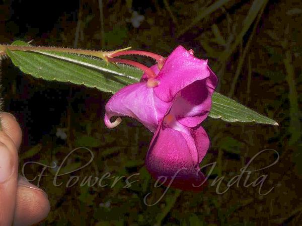 Pink Hook-Spur Balsam