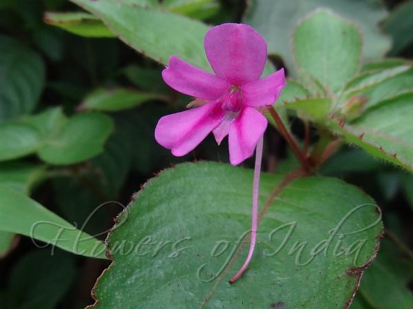 Pink Long-Spur Balsam