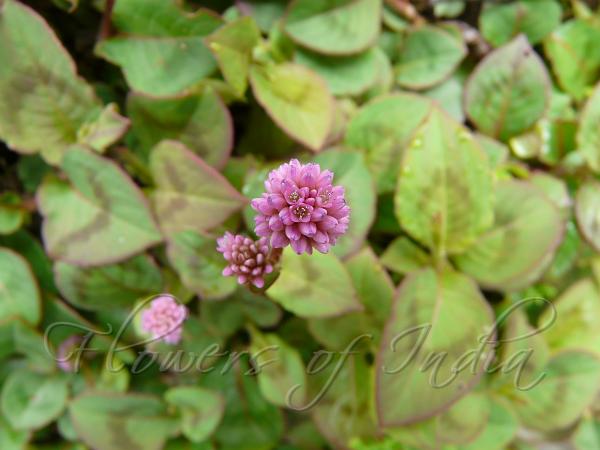 Pink-Head Knotweed