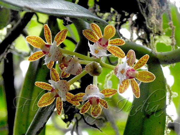 Pointed-Leaf Belly-Lip Orchid