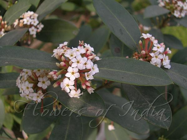 Poison Bush