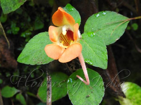 Pretty East-Himalayan Balsam
