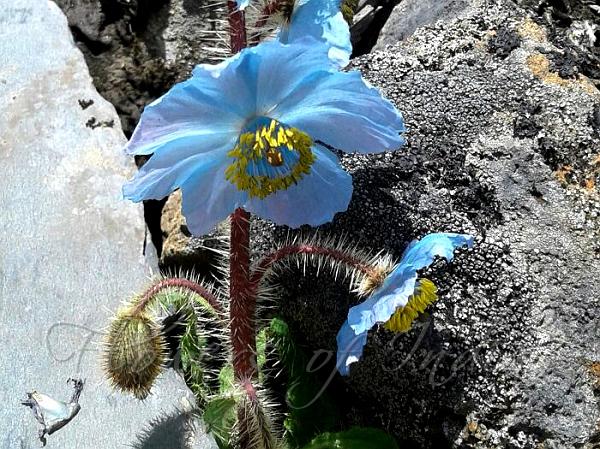 Prickly Blue Poppy