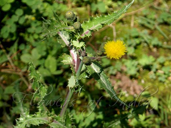Prickly Sow-Thistle