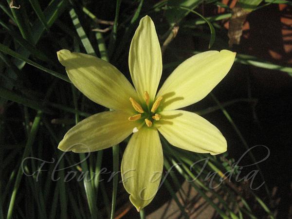 Primrose Rain Lily
