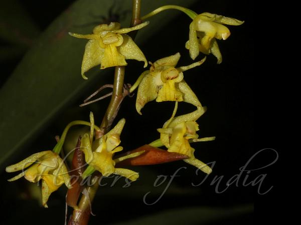 Prolific Coelogyne