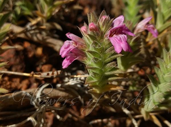 Prostrate Pink Scaly-Ball